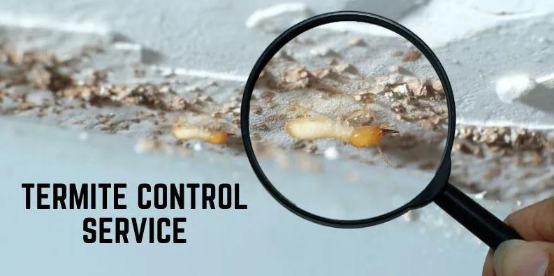 Termite Control Services In Karachi in Pakistan - Image 1