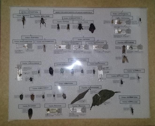 INSECTOS PARA ESTUDIANTES en Conchalí - Imagen 1
