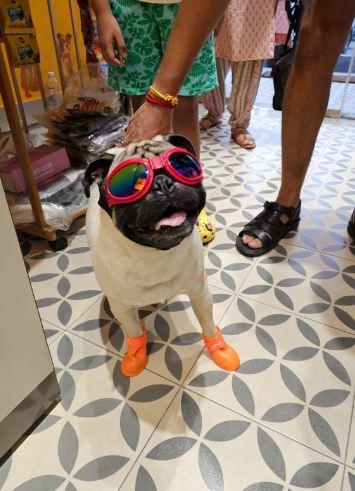 Pet salon In Noida in Gautam Budh Nagar - Image 3