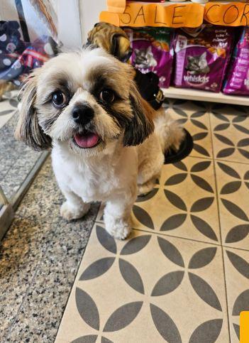 Pet salon In Noida in Gautam Budh Nagar - Image 4