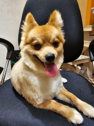 Pet salon In Noida in Gautam Budh Nagar - Image 5