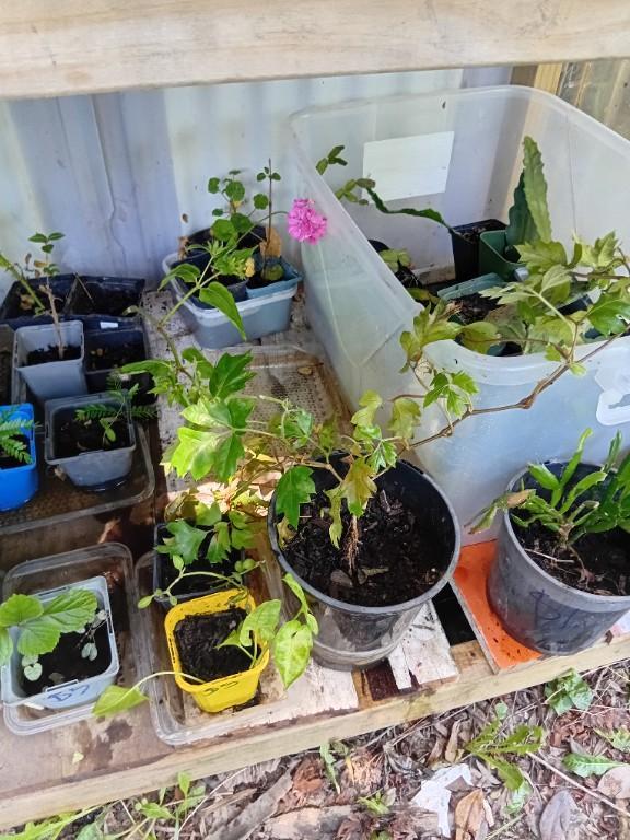 VARIETY OF PLANTS FOR SALE ) in Christchurch - Image 3