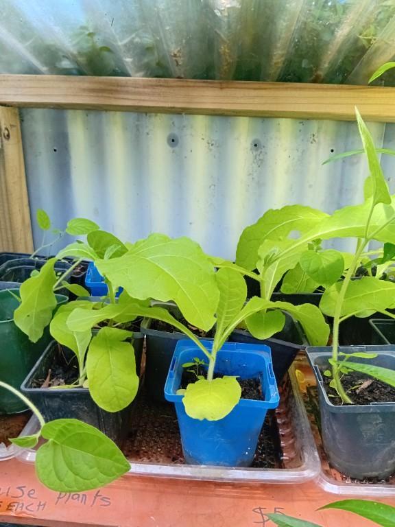 VARIETY OF PLANTS FOR SALE ) in Christchurch - Image 6