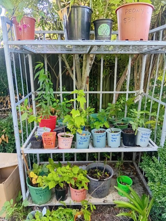 VARIETY OF PLANTS FOR SALE ) in Christchurch - Image 7