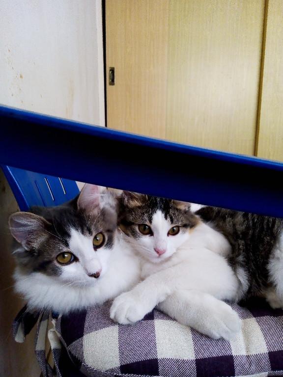 Cuidador de gatos. Servicio únicamente Ciudad de México. en Tacuba - Imagen 1
