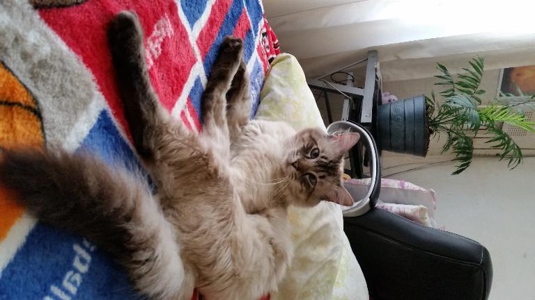 Cuidador de gatos. Servicio únicamente Ciudad de México. en Tacuba - Imagen 3
