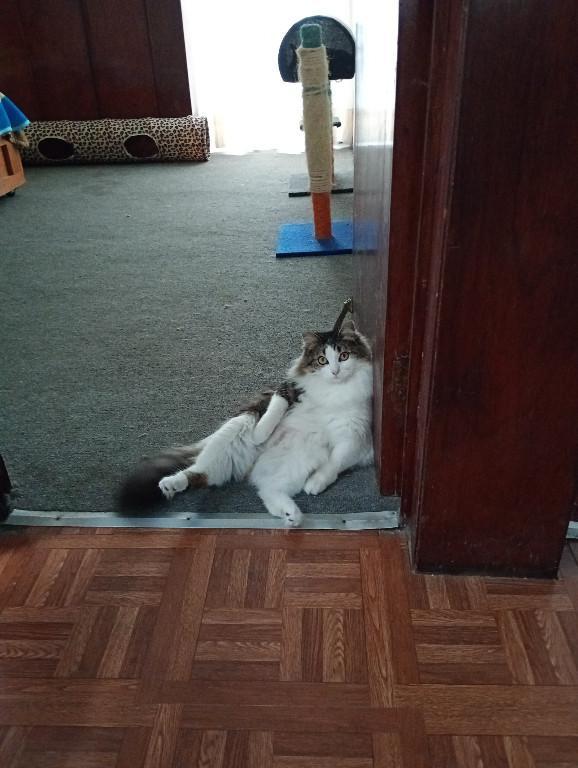 Cuidador de gatos. Servicio únicamente Ciudad de México. en Tacuba - Imagen 4