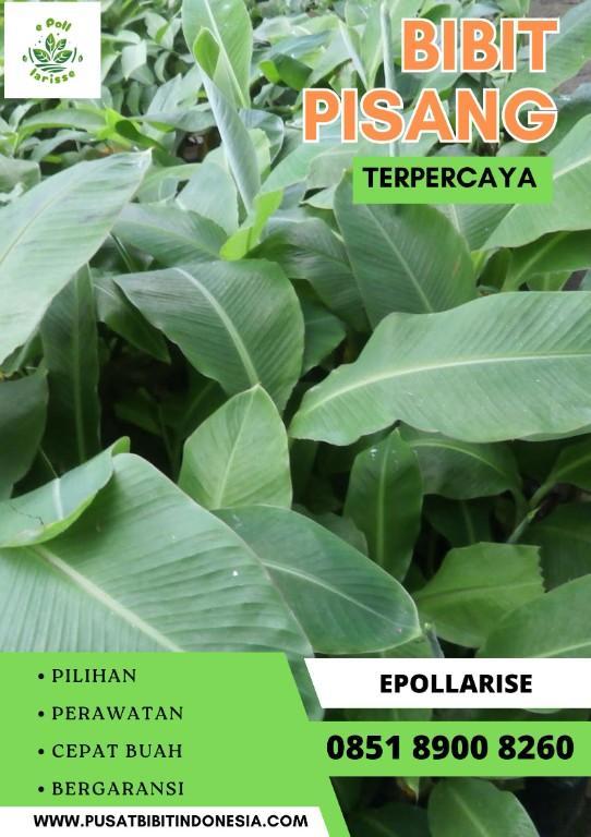 CALL 0851 8900 8260 Jual Bibit Pisang Cavendish Surabay in Indonesia - Image 1
