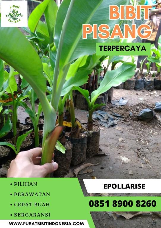 CALL 0851 8900 8260 Jual Bibit Pisang Cavendish Surabay in Indonesia - Image 2
