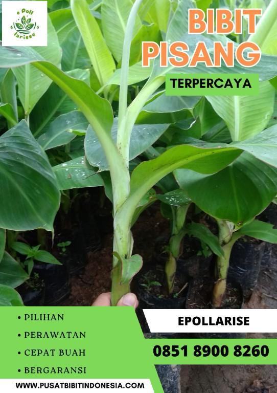 CALL 0851 8900 8260 Jual Bibit Pisang Cavendish Surabay in Indonesia - Image 3