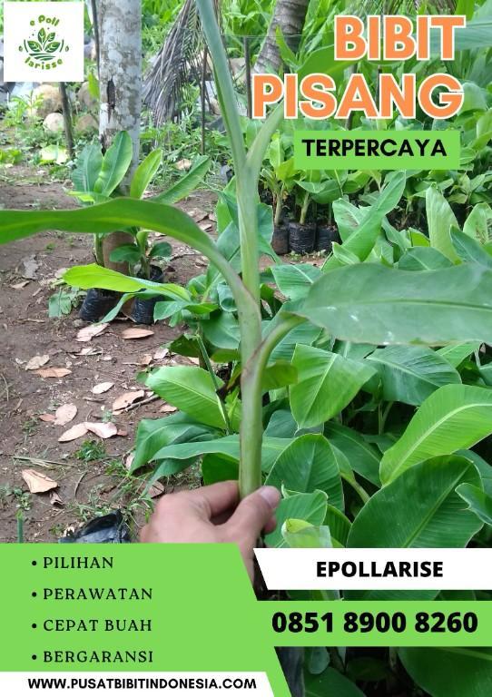 CALL 0851 8900 8260 Jual Bibit Pisang Cavendish Surabay in Indonesia - Image 4