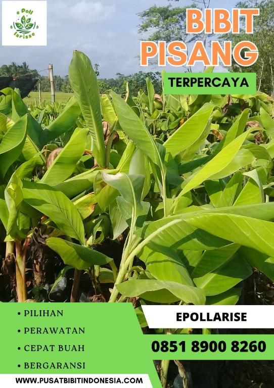CALL 0851 8900 8260 Jual Bibit Pisang Cavendish Surabay in Indonesia - Image 6