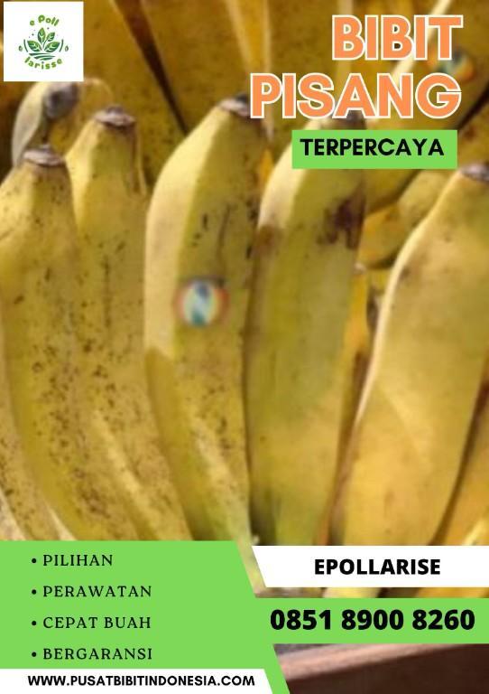 CALL 0851 8900 8260 Jual Bibit Pisang Cavendish Surabay in Indonesia - Image 10
