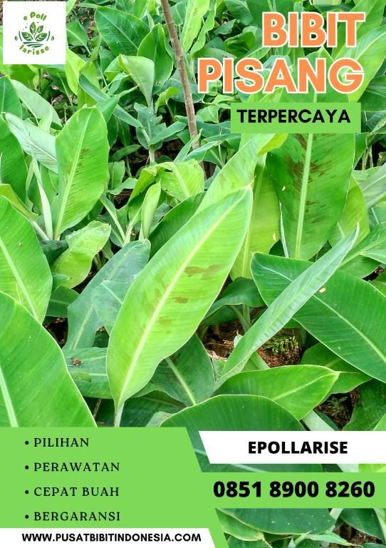 CALL 0851 8900 8260 Jual Bibit Pisang Cavendish Surabay in Indonesia - Image 8