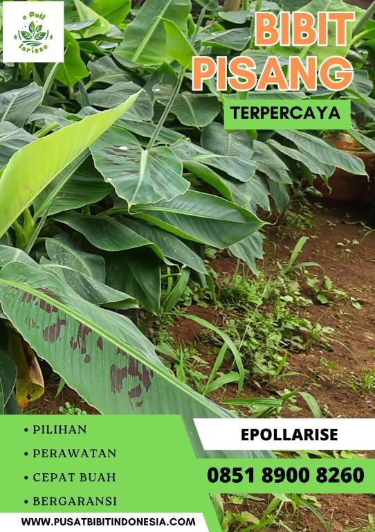 CALL 0851 8900 8260 Jual Bibit Pisang Cavendish Surabay in Indonesia - Image 9