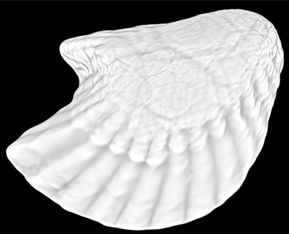 Oyster Shell (Volume 11) in Varanasi - Image 4