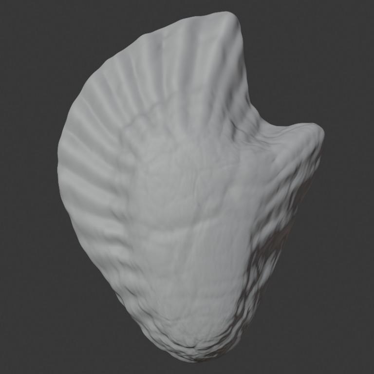 Oyster Shell (Volume 11) in Varanasi - Image 3