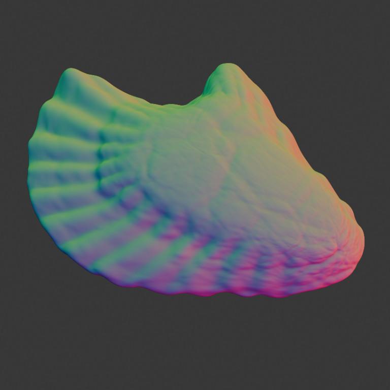 Oyster Shell (Volume 11) in Varanasi - Image 5