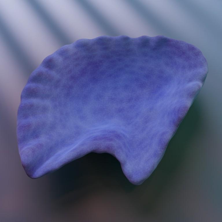 Oyster Shell (Volume 11) in Varanasi - Image 2