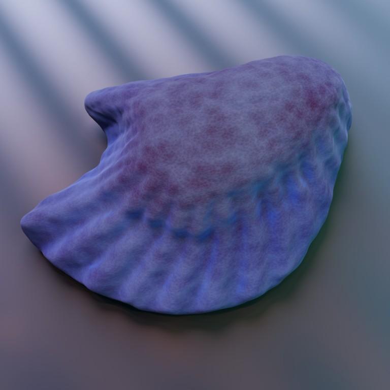 Premium Sea Shell & Oyster Collection – Digital 3D Models in Varanasi - Image 8