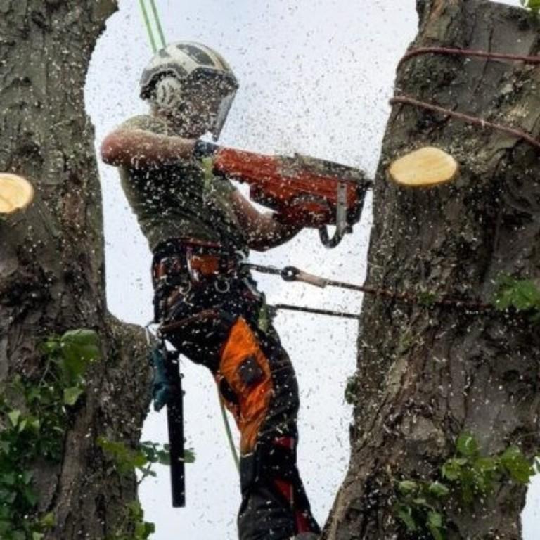 M.R Gardening & Tree Service in Dublin - Image 4