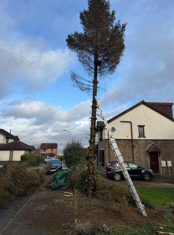 M.R Gardening & Tree Service in Dublin - Image 8