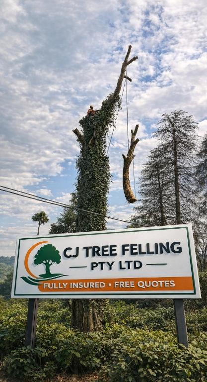 Tree felling services in Potchefstroom - Image 1