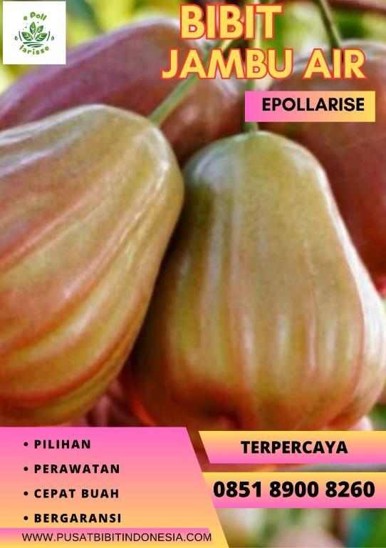 0851 8900 8260 (TSEL) epollarise, Bibit Jambu Air Green Giant in Indonesia - Image 3