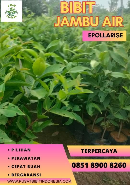 0851 8900 8260 (TSEL) epollarise, Bibit Jambu Air Green Giant in Indonesia - Image 4
