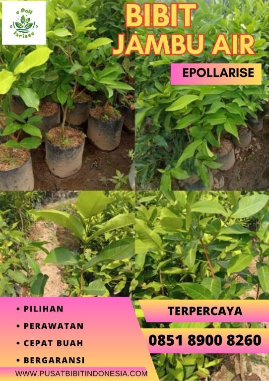 0851 8900 8260 (TSEL) epollarise, Bibit Jambu Air Green Giant in Indonesia - Image 5