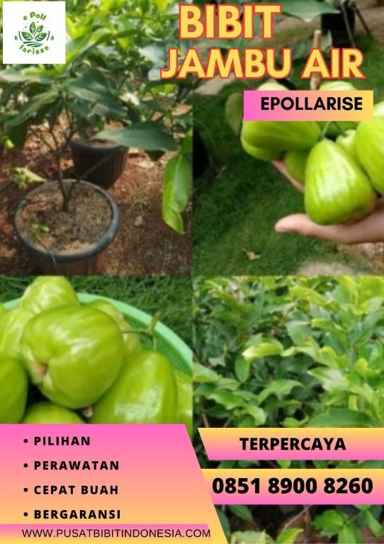 0851 8900 8260 (TSEL) epollarise, Bibit Jambu Air Green Giant in Indonesia - Image 1