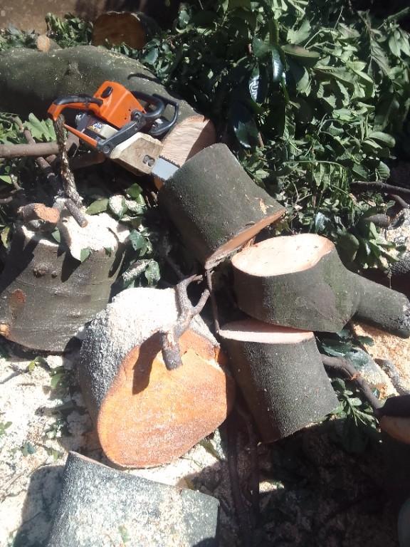 TREE FELLING AND STUMP REMOVAL in Durban - Image 2