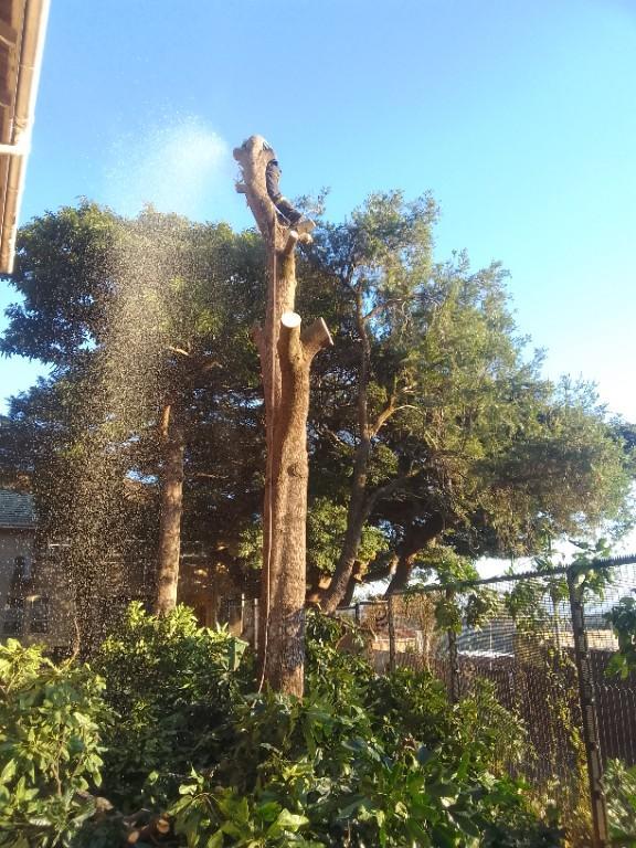 TREE FELLING AND STUMP REMOVAL in Durban - Image 3