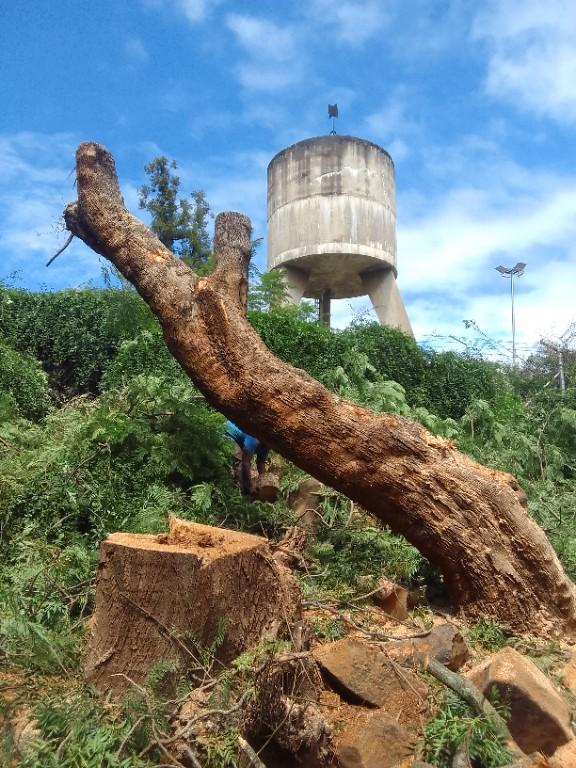 TREE FELLING AND STUMP REMOVAL in Durban - Image 6
