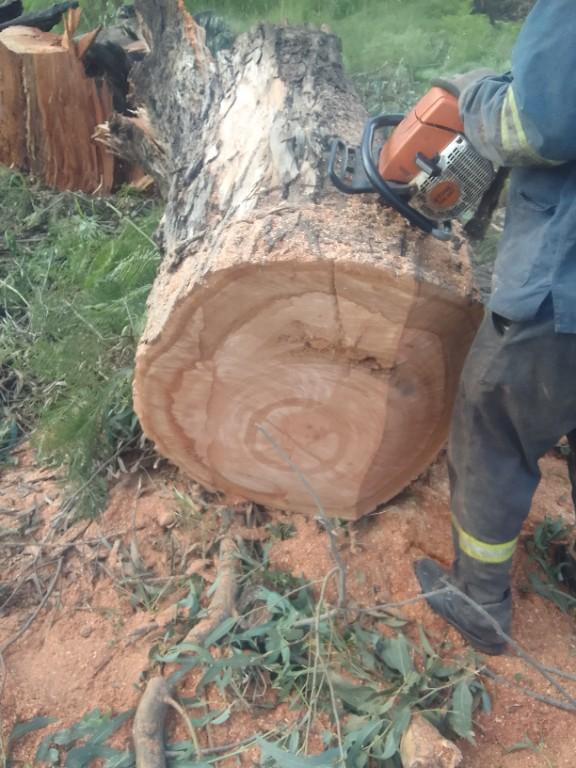 TREE FELLING AND STUMP REMOVAL in Durban - Image 8