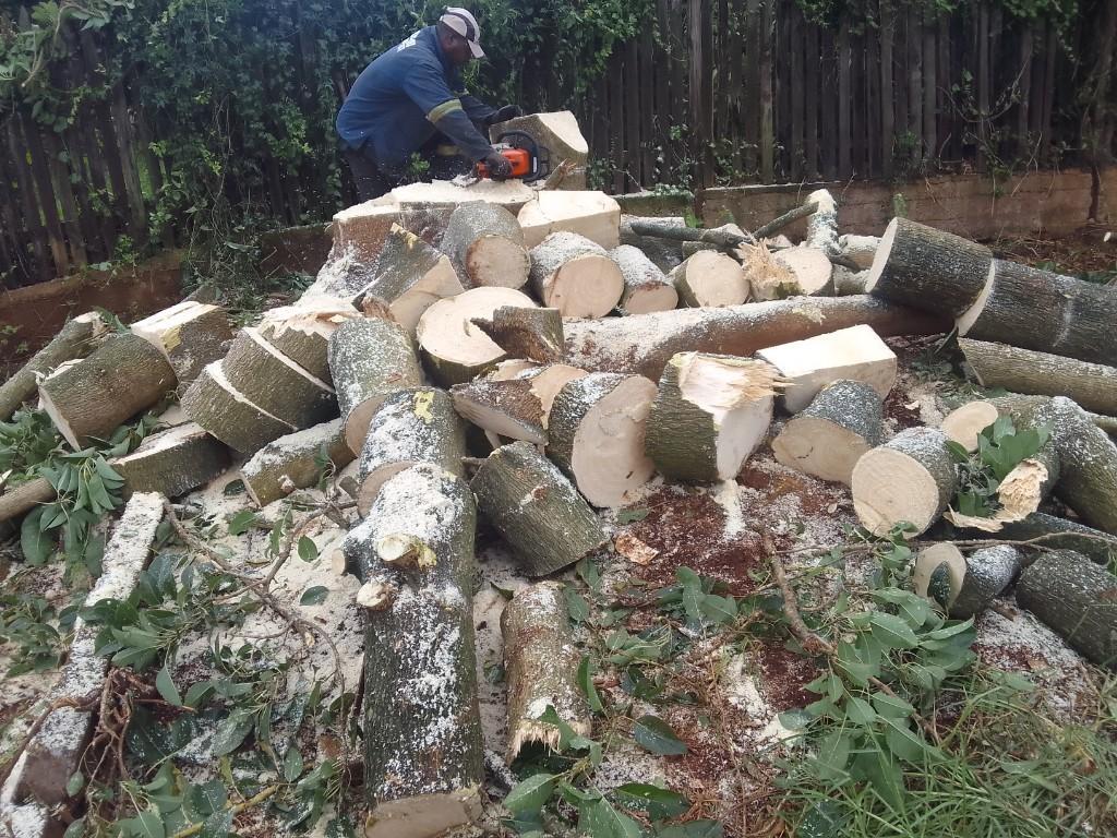 TREE FELLING AND STUMP REMOVAL in Durban - Image 9