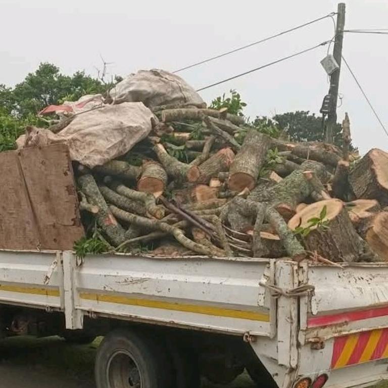 ACTION Tree felling services in Durban - Image 5