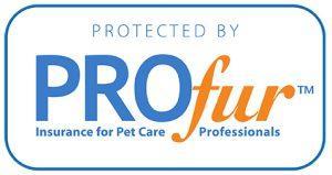 Dog Training Classes in Innisfil - Image 3