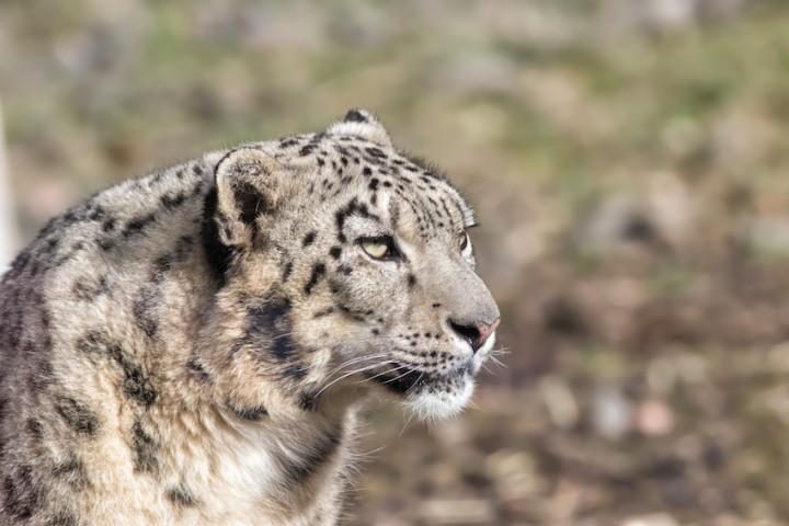 Snow Leopard Tours in India - Image 1