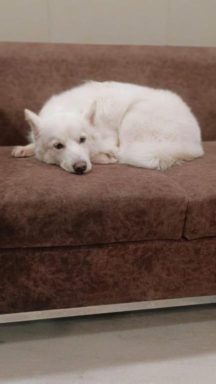 pet walker | Tailsncoffee in Gurgaon - Image 2