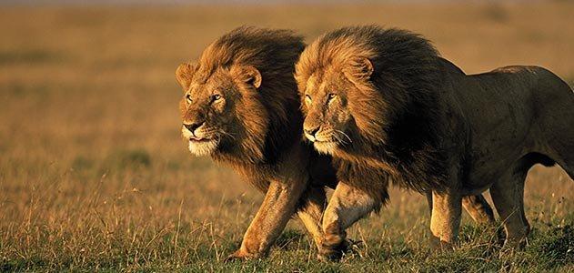 Book Kenya Safari Packages Maasai Mara & Big Five Experiences in Holi - Image 1