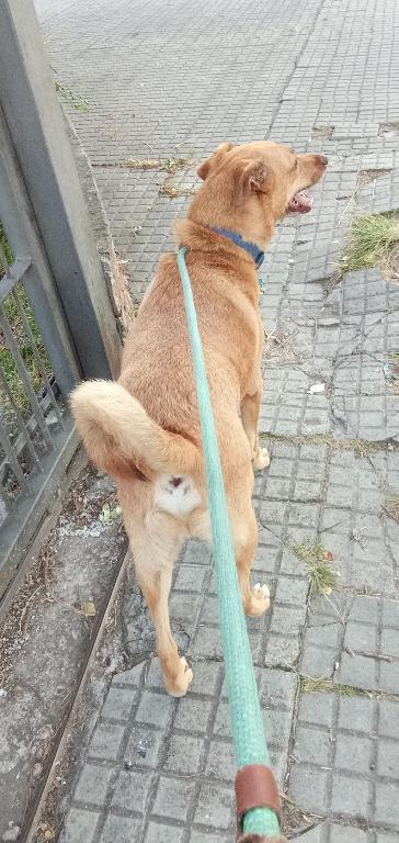 PASEADOR DE PERROS CON EXPERIENCIA en Santa Cruz de la Sierra - Imagen 2