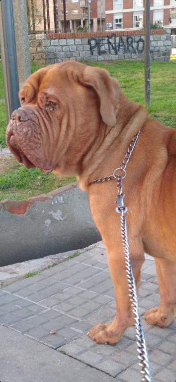 PASEADOR DE PERROS CON EXPERIENCIA en Santa Cruz de la Sierra - Imagen 3