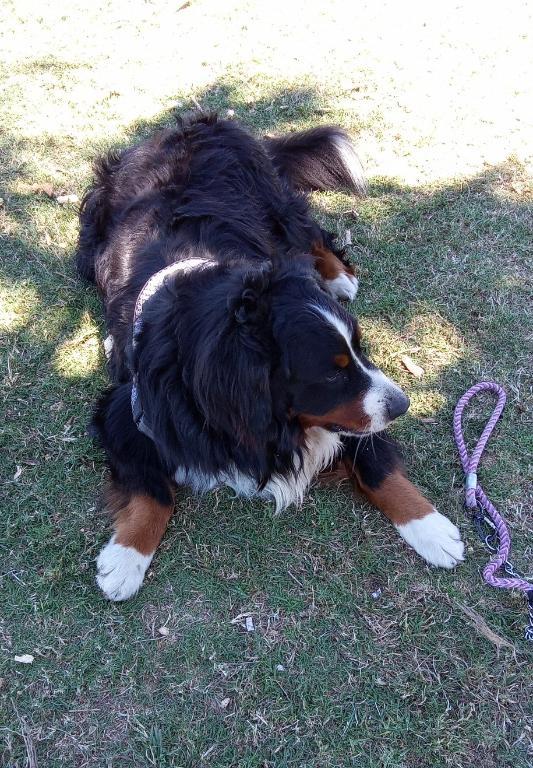 PASEADOR DE PERROS CON EXPERIENCIA en Santa Cruz de la Sierra - Imagen 4