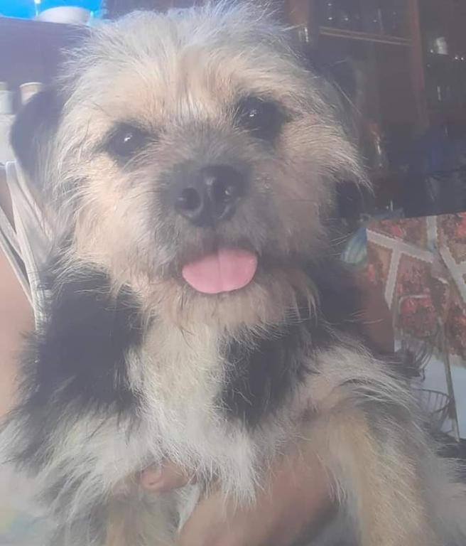 PASEADOR DE PERROS CON EXPERIENCIA en Santa Cruz de la Sierra - Imagen 5