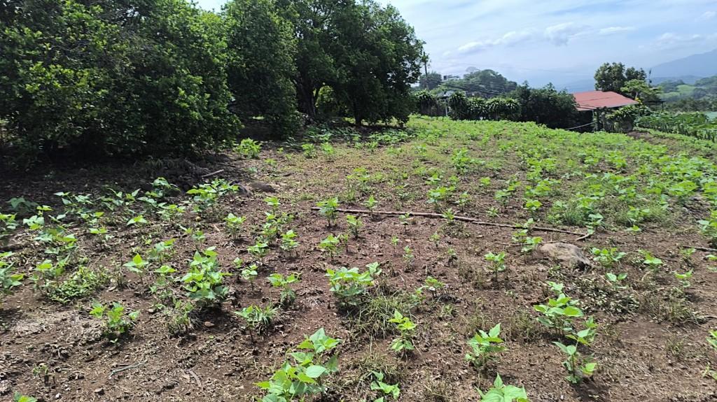 SE VENDE BELLA PROPIEDAD EN MORAZÁN DE ATENAS. en Naranjo - Imagen 3