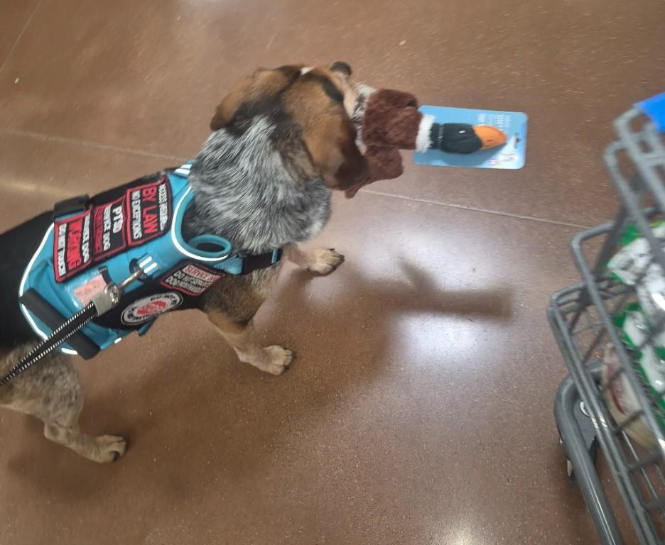 Need a dog sitter for while im at work in Bloomington - Image 1