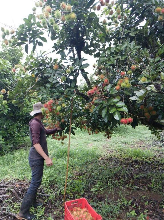 EN VENTA FINCA AGROINDUSTRIAL COSTA RICA en Venezuela - Imagen 4