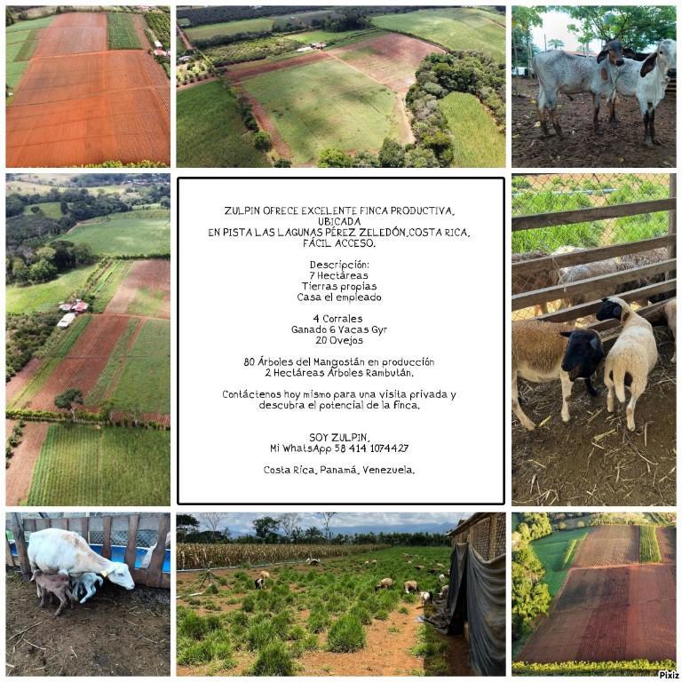 EN VENTA FINCA AGROINDUSTRIAL COSTA RICA en Venezuela - Imagen 8