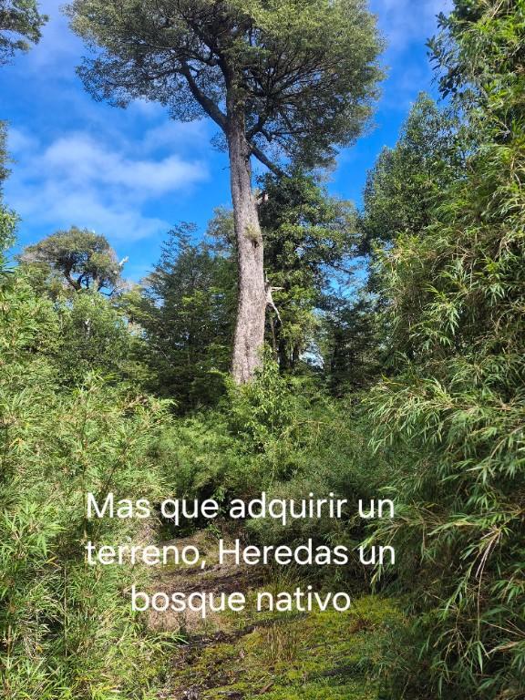 Se vende Parcela, Lago Rupanco, Lago Puyehue. en Llanquihue - Imagen 5